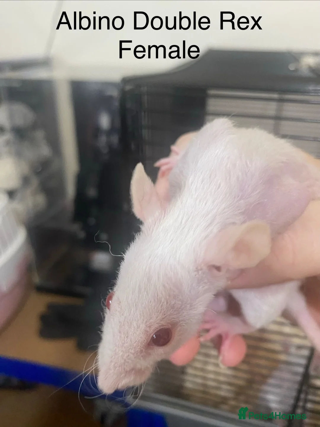 Rat rodents for sale: Albino double Rex Female (4) READY NOW - Advert 1