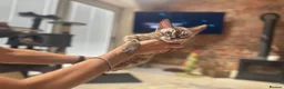 Bengal cats for sale: ⭐⭐⭐ Stunning Rare Charcoal Mink Bengal Kitten ⭐⭐⭐ - Advert 38