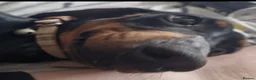 Miniature Dachshund dogs for stud: For stud  - Advert 5