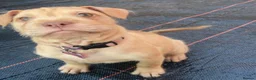 Mixed Breed dogs for sale: Beautiful baby girl  - Advert 9