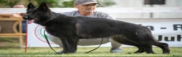 German Shepherd dogs for sale: German Shepherd Puppies-show-line parents - Advert 3