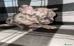 French Bulldog dogs for sale: Beautiful French bull dog puppies  - Advert 7