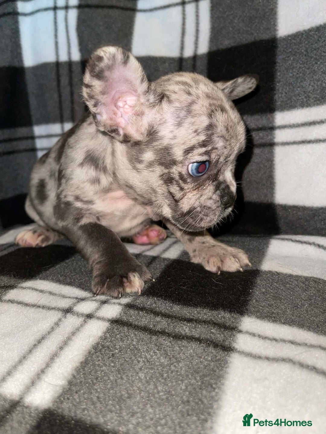 French Bulldog dogs for sale: Beautiful French bull dog puppies  - Advert 7