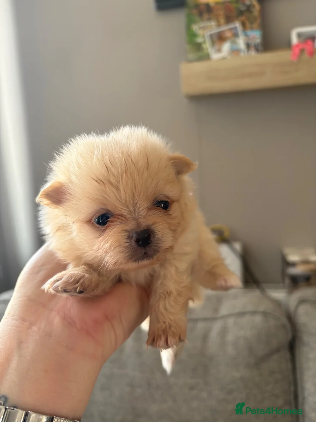 Pomeranian dogs for sale: Pomeranian puppies for sale - Advert 1