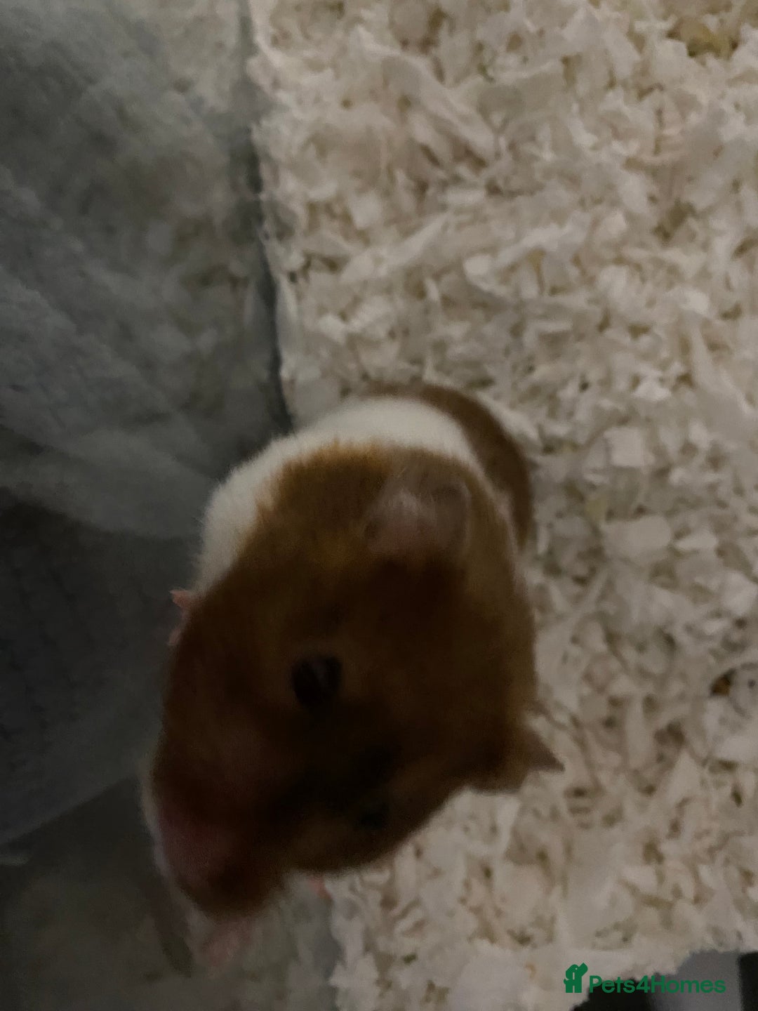 Hamster rodents for sale: Male Syrian hamster  - Image 6