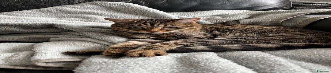 Bengal Cross - Maisy