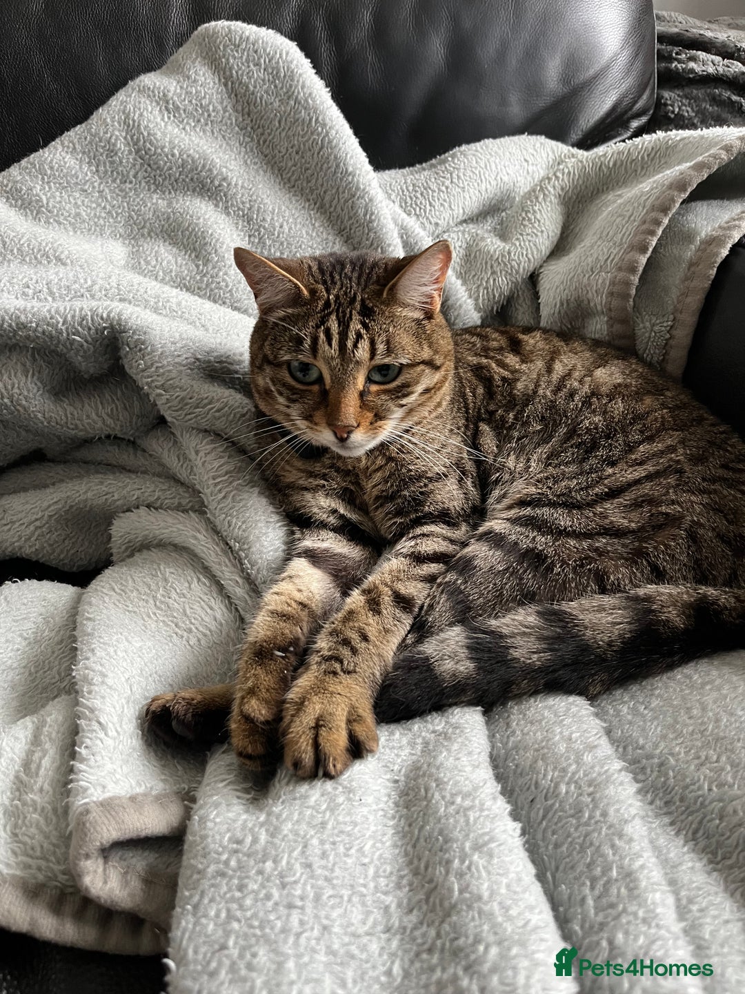 Mixed Breed cats for sale: Approx 5/6 year old Tabby & Half Bengal Cross Cats - Image 4