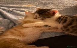 Oriental cats for sale: The Cutest Babies Hand Reared From 2 Weeks - Image 11