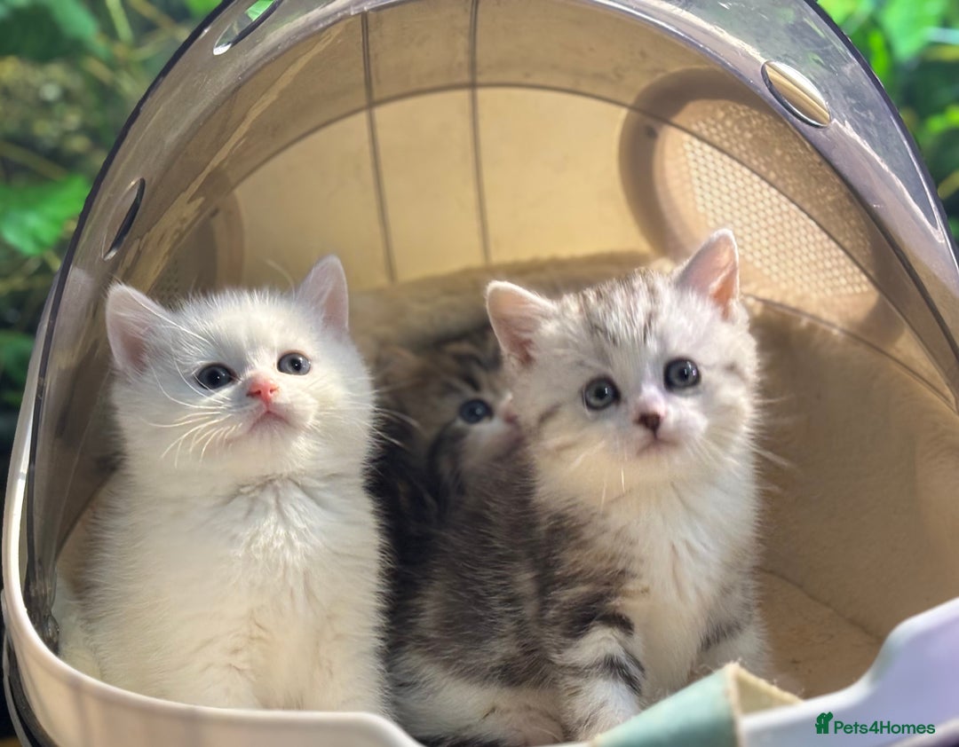 Munchkin cats for sale: Full Pedigree Munchkin Kittens  - Advert 10