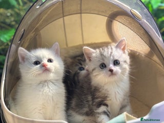 Munchkin cats - Advert 2