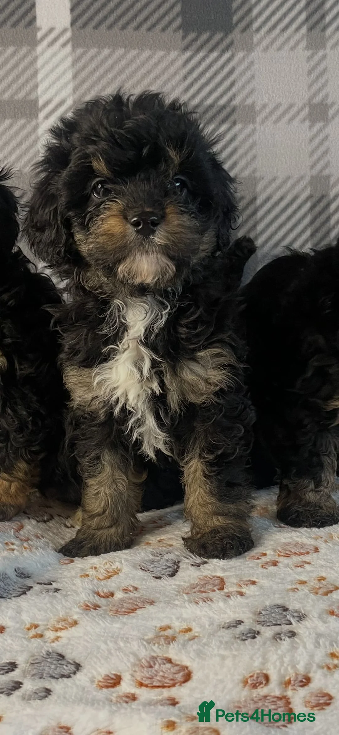 Cavapoo dogs for sale: Tiny cavapoos - Advert 2