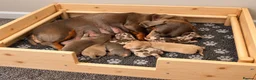 Dachshund dogs for sale: Dachshund Puppies  in Guildford - Advert 16