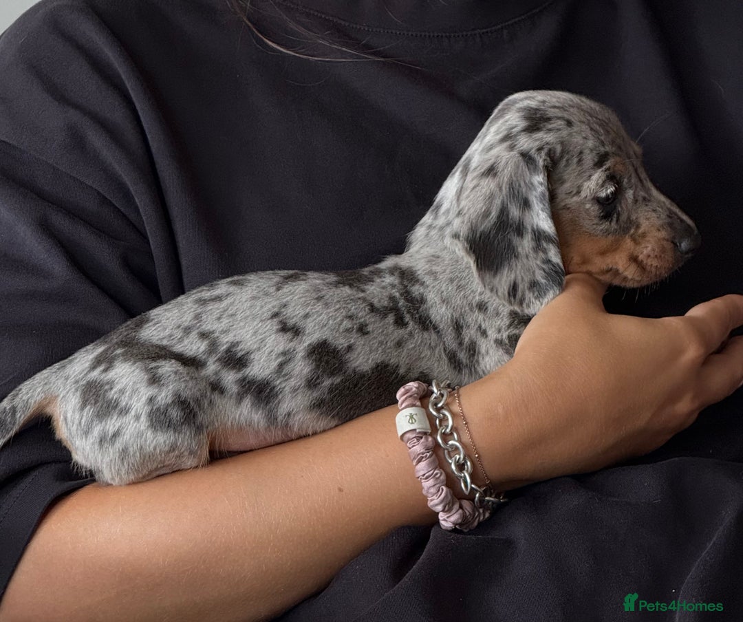 Miniature Dachshund dogs for sale: Miniature dachshund boys can leave today ❤️🤍  - Image 6