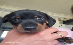 Dachshund dogs for sale: Dachshund puppies  - Image 7