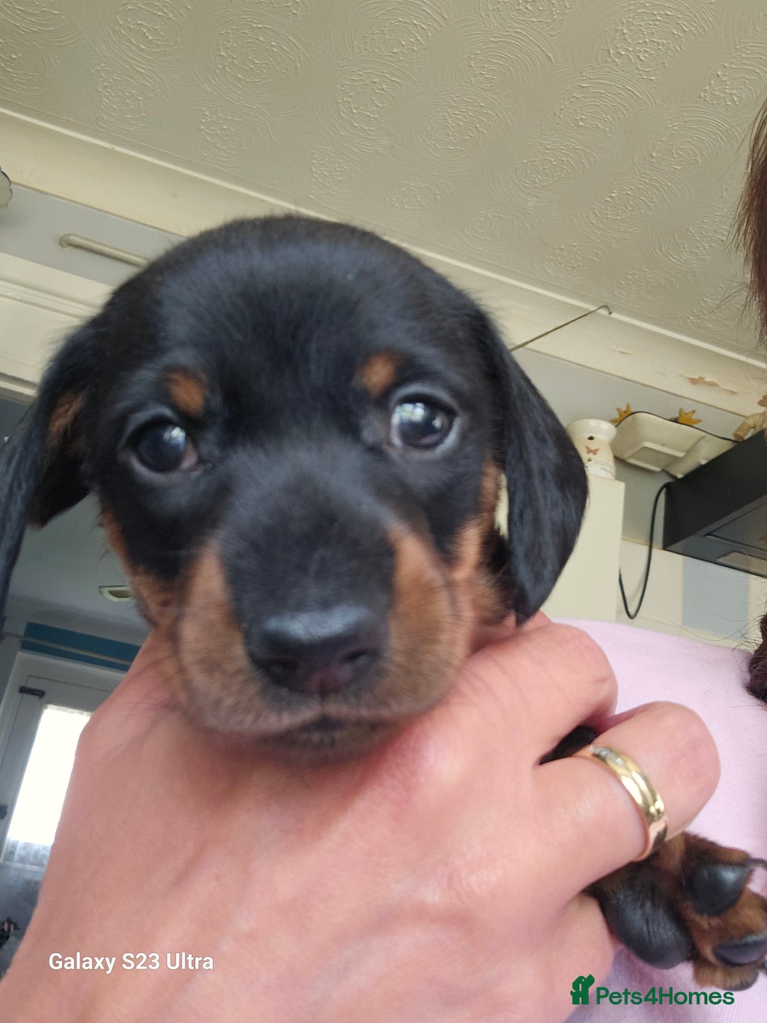 Dachshund dogs for sale: Dachshund puppies  - Image 7