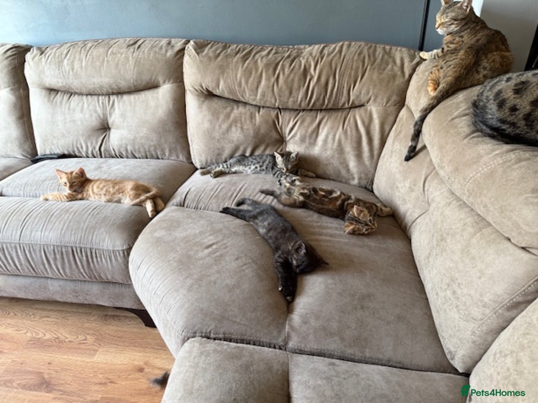Bengal cats for sale: Gorgeous Bengal / Persian X kittens - Image 7