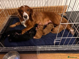 Cocker Spaniel dogs - Advert 4