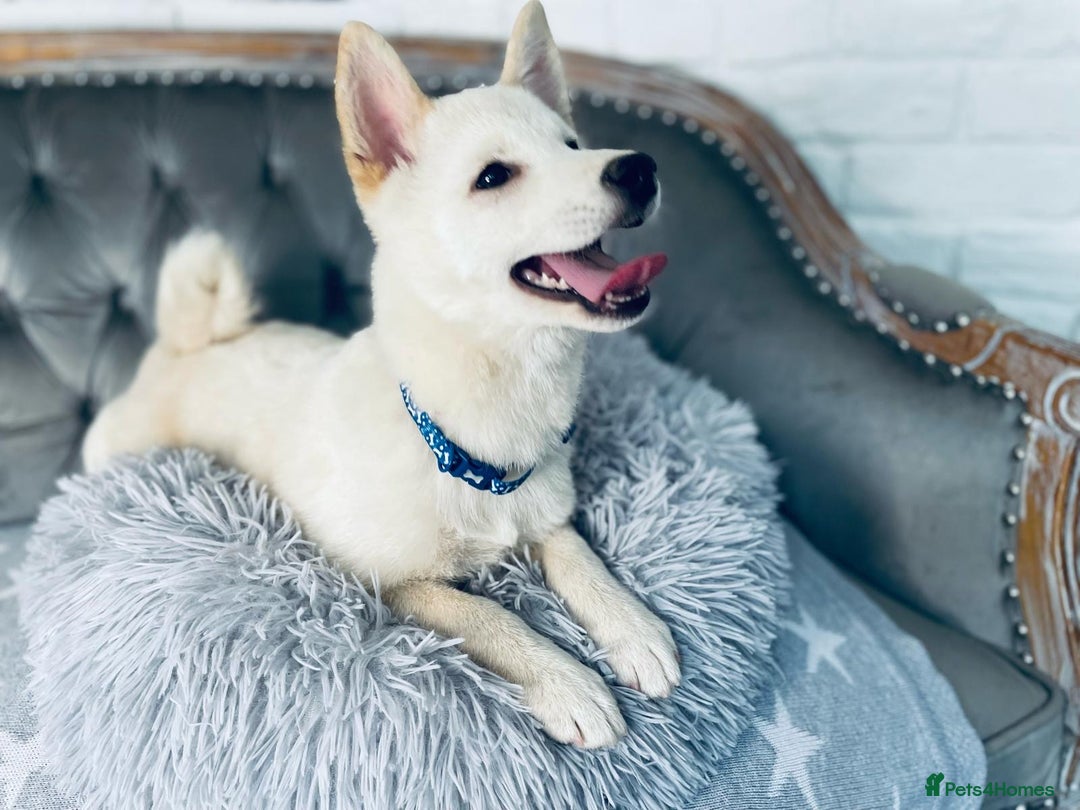 Japanese Shiba Inu dogs for sale: Japanese Shiba Inu Puppies - Image 30