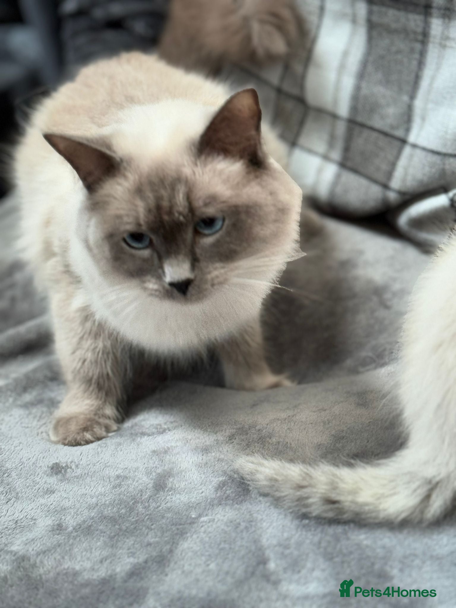 Ragdoll cats Bluepoint ragdoll kittens - Advert 1