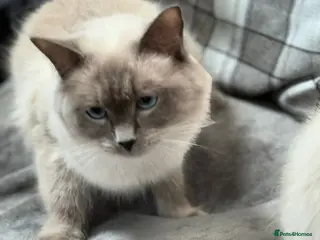 Ragdoll cats Bluepoint ragdoll kittens - Advert 1