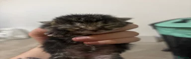 Silver tabby no collar
