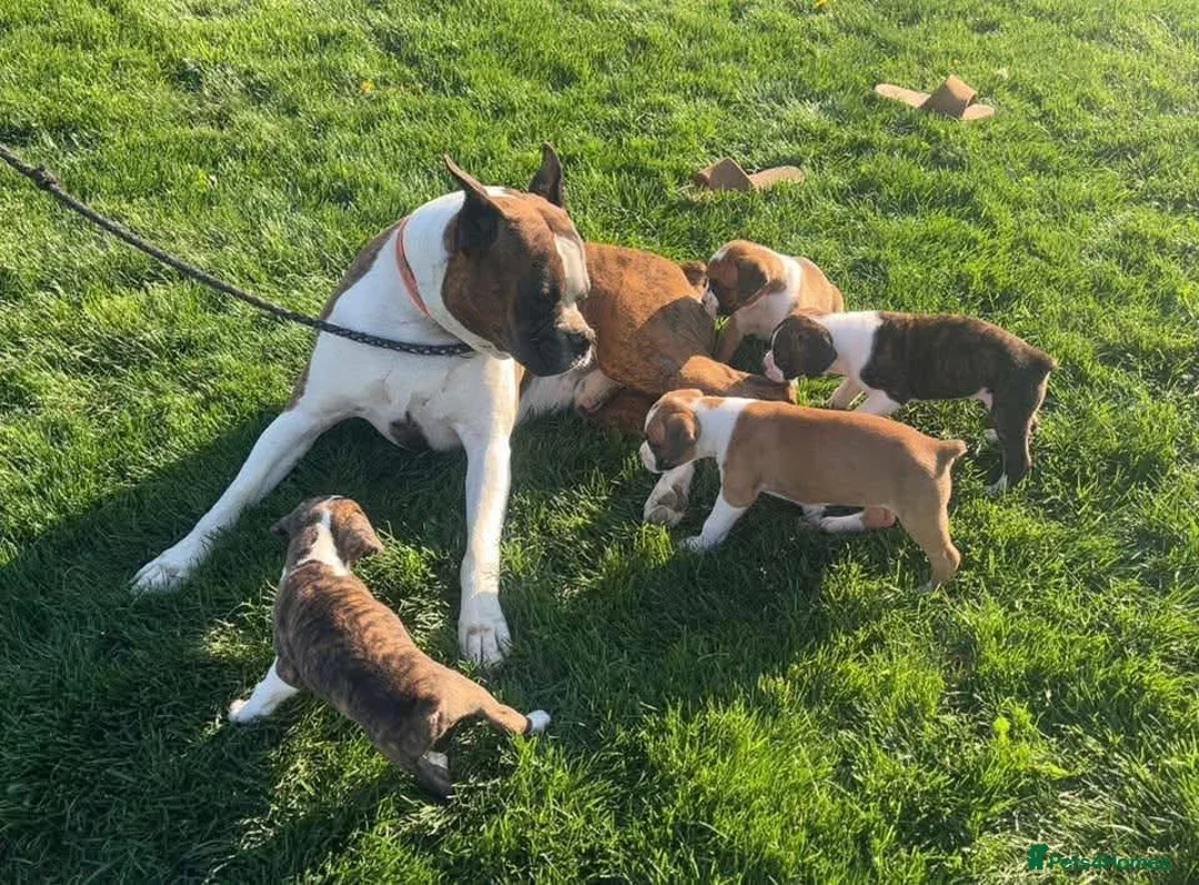 Boxer dogs for sale: Fully Health Boxers Puppies in Chester - Advert 1