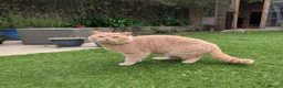 British Shorthair cats for sale: British Shorthair Cream Male (4 years) - Advert 3