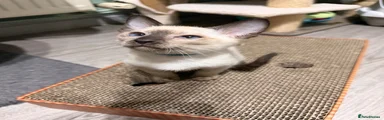 Seal Point boy