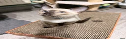 Siamese cats for sale: The Traditional Siamese Team🥰😻 - Advert 6