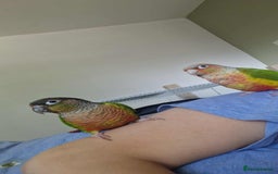 Cockatiels birds for sale: 2 loving conures looking for a loving home. - Image 1
