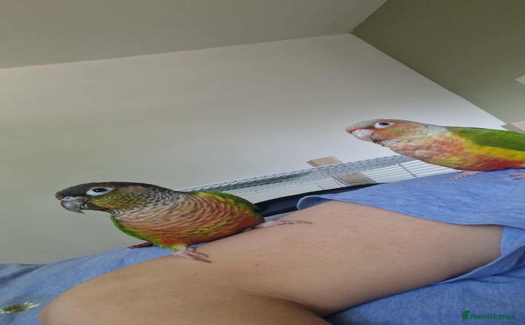 Cockatiels birds - Advert 2