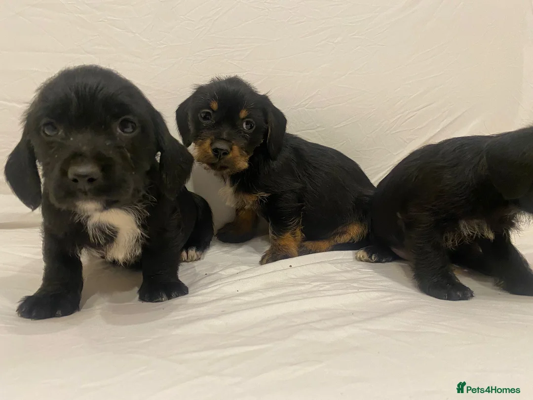 Mixed Breed dogs for sale: Beautiful dachshund/shih Tzu puppy’s  in Doncaster - Advert 8