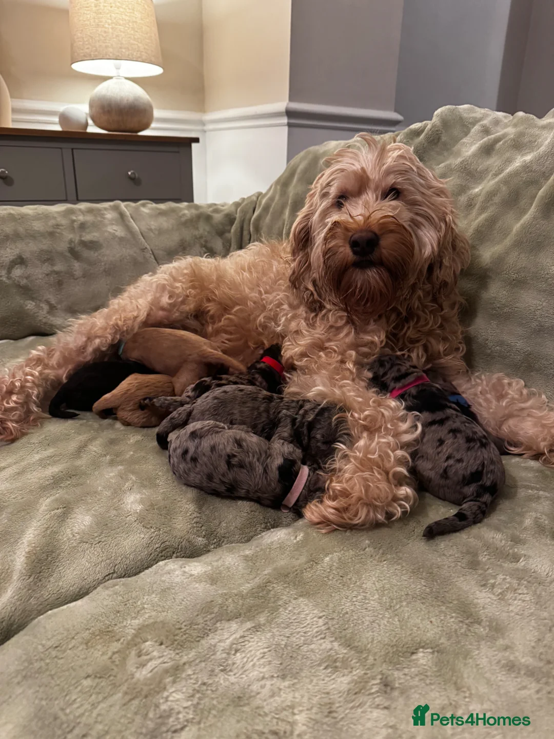 Mixed Breed dogs for sale: F1B Golddendoodle - Advert 1