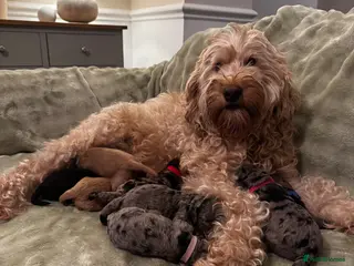 Mixed Breed dogs F1B Golddendoodle - Advert 4