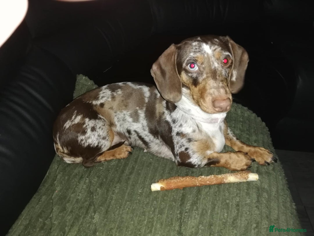 Dachshund dogs for sale: Miniature Dachshund  - Image 9