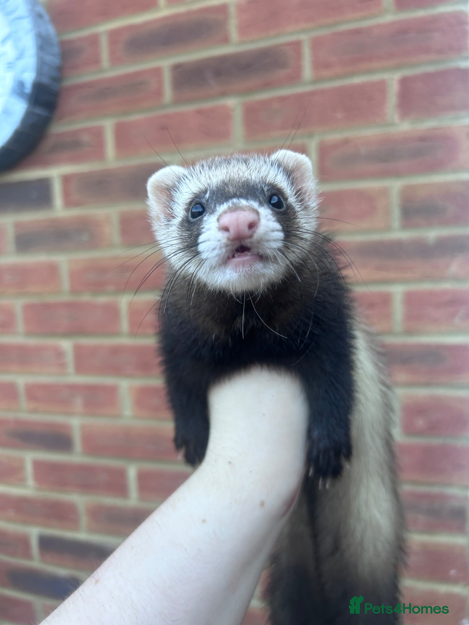 Ferret rodents Jill is 14 weeks - ISLE SHEPPEY - Advert 15