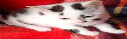 Mixed Breed cats for sale: Beautiful kittens - Advert 8