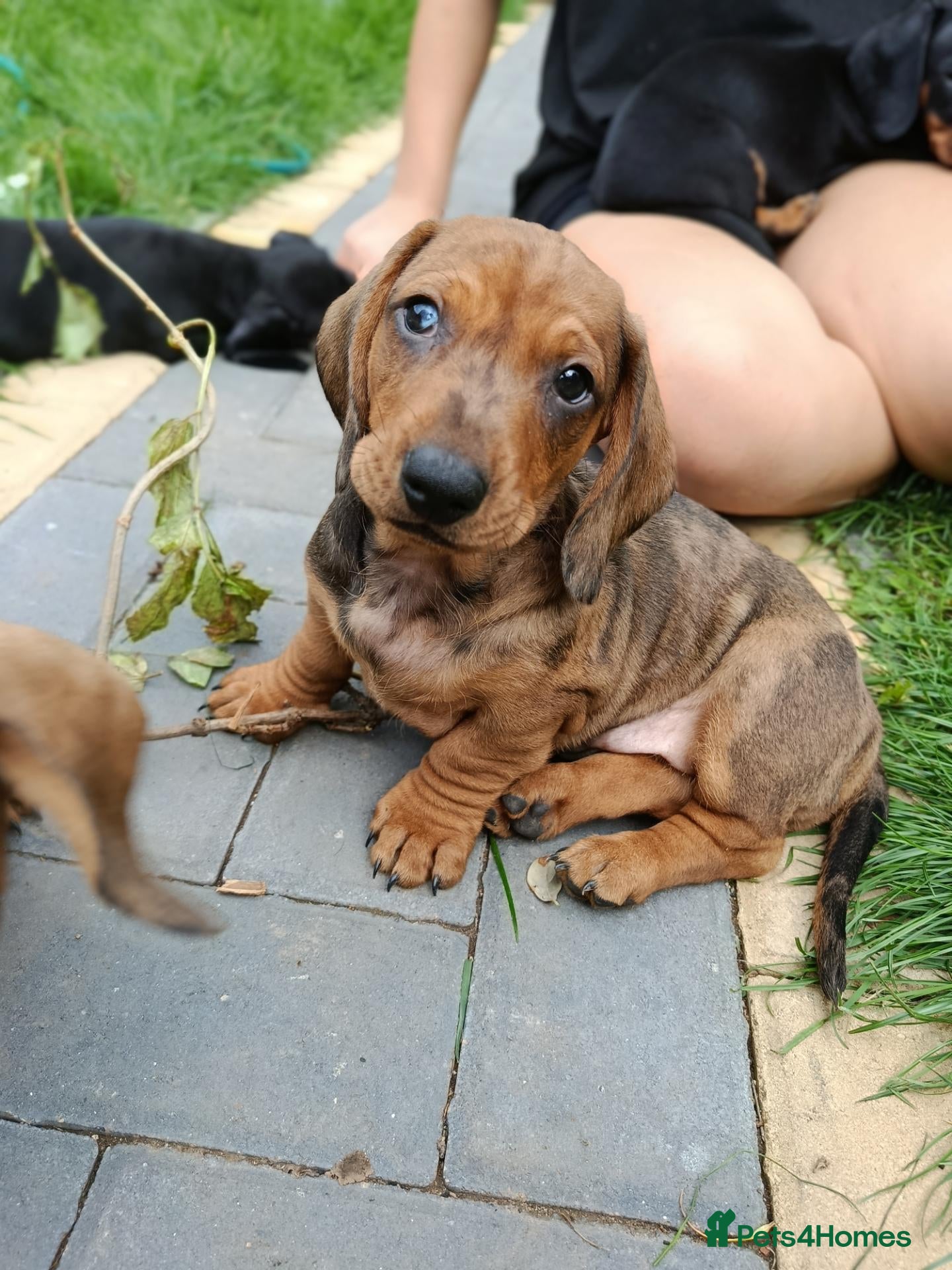 Dachshund dogs Champion Line Standard Dachshund  - Advert 2