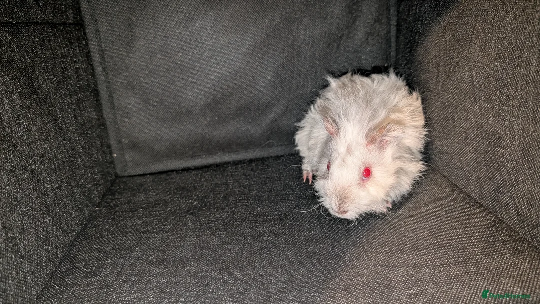 Guinea Pig rodents for sale: 3x Lunkarya Guinea Pigs - Advert 6