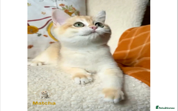 British Shorthair cats for sale: World Class Golden BSH/BLH Chinchilla, Shaded & CP - Image 12