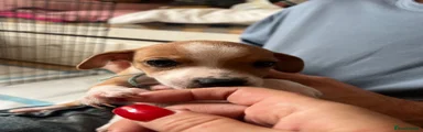 Mixed Breed 5