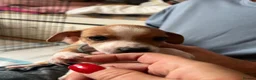 Mixed Breed dogs for sale: 11 beautiful parson Russell x pups - Advert 10