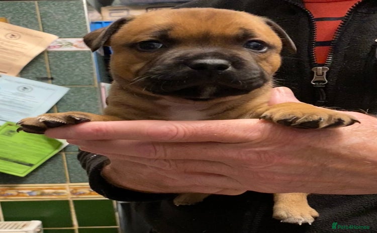 Staffordshire Bull Terrier dogs - Advert 3