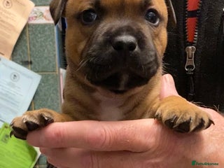 Staffordshire Bull Terrier dogs - Advert 4