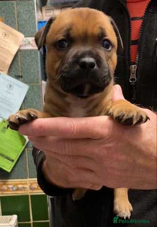 Staffordshire Bull Terrier dogs - Advert 3