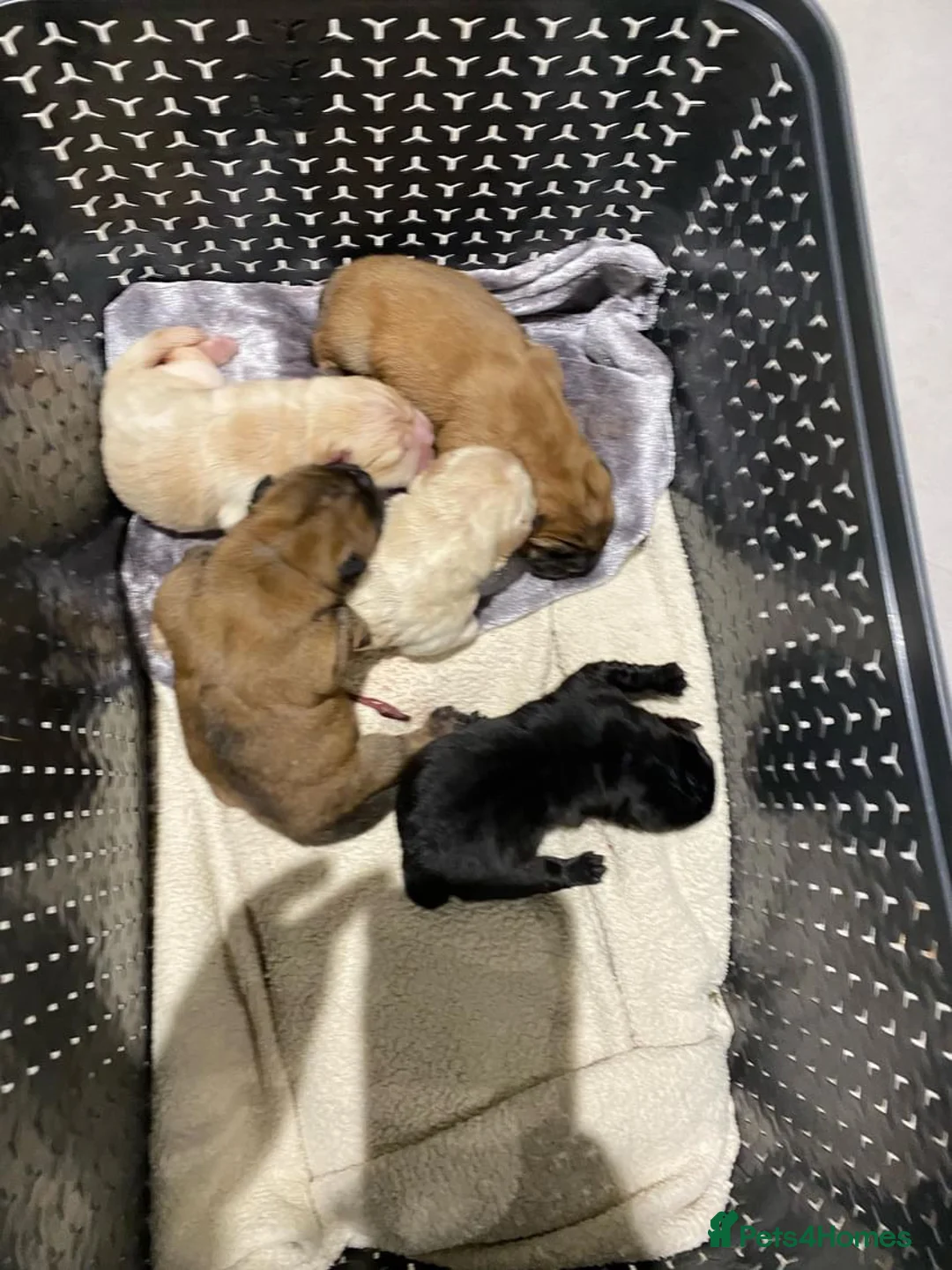 Chow Chow dogs for stud: Top Rainbow producer champion choc&blue carrier  in Cheltenham - Advert 11