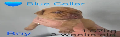 Blue Collar