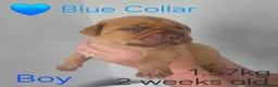 Mixed Breed dogs for sale: Stunning Dogue de Bordeaux / Mastiff puppies - Advert 19
