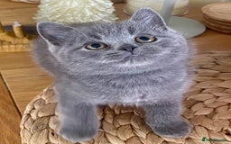 British Shorthair cats for sale: Gorgeous Blue and Lilac British shorthairs - Advert 3