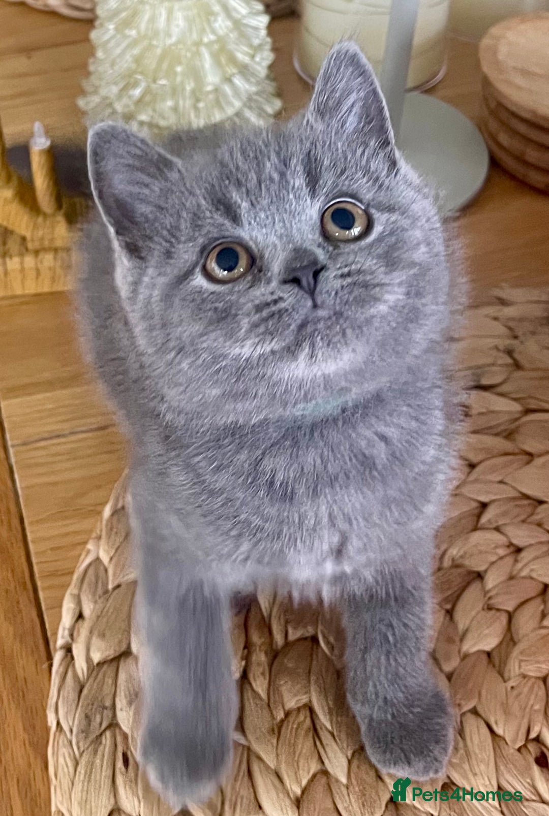 British Shorthair cats for sale: Gorgeous Blue and Lilac British shorthairs - Advert 3